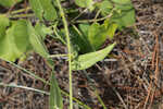 Trailing milkvine